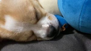 狗狗为什么每天睡觉打呼噜 五大原因导致狗狗睡觉打呼噜图