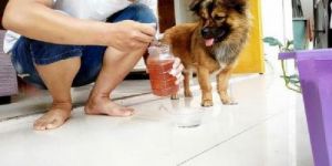 狗狗什么时候喝蜂蜜水 狗狗肠胃炎可以喝蜂蜜水吗