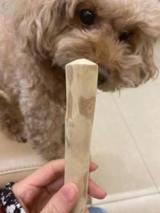 狗狗多大可以吃磨牙棒 狗狗把很大截磨牙棒生吞了