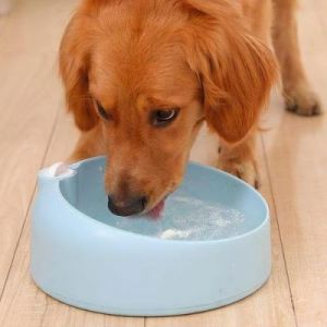 狗不吃东西就喝水是什么情况 狗吃什么情况东西