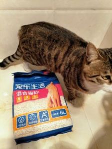 猫砂可以粘住狗狗吗有毒吗 狗狗能用猫砂上厕所吗