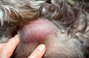 狗狗得癌症什么原因造成的 狗狗抽风是什么原因造成的