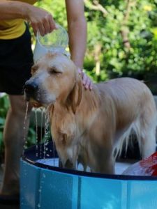 狗狗洗澡是什么样的状态 狗狗洗澡巾
