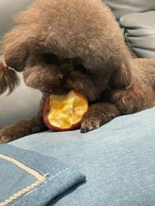 狗狗为什么不吃苹果 狗狗为什么啥都不怎么吃