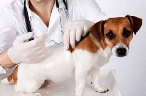 小狗狗疫苗打完能洗澡吗 狗狗打完第三针疫苗可以洗澡吗