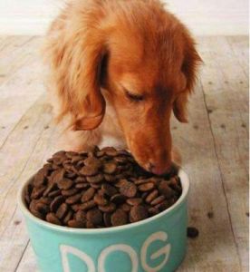 如果狗狗不吃粮食怎么办 狗狗的粮食清单