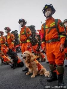 一条搜救犬的使命——揭秘我国救援山东搜救犬机动专业支队