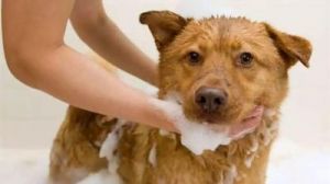 三个月狗狗正确洗澡方式 几个月狗狗都在想什么呢
