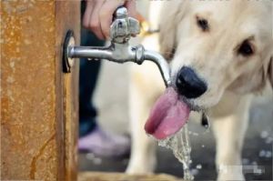 狗狗分娩时能不能喝水了 狗狗不喝水怎么办