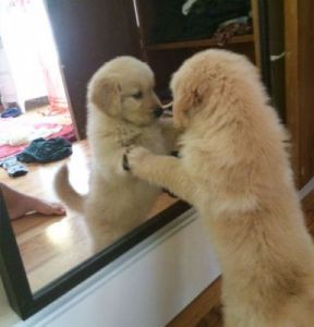 狗狗看到镜子大叫什么意思 狗狗看到镜子是什么反应