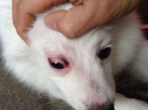 怎样治疗狗狗眼球发红症状 狗狗眼角发红