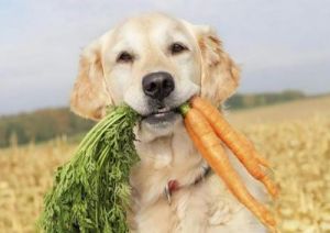 可以吃的狗狗的食物有哪些 狗狗最爱吃的10种食物