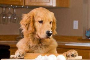 狗狗感冒可以喂鸡蛋黄吗 狗狗可以吃鸡蛋黄