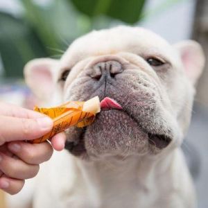 狗狗术后无食欲吃什么东西 增加狗狗食欲的东西