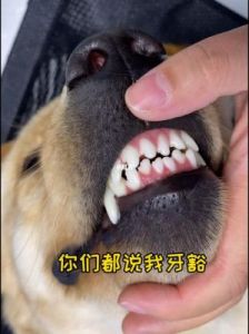 狗狗有牙齿黑的怎么办 正常狗狗的牙齿图片