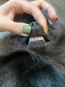 狗狗牙齿松动怎么办 狗狗能装钛和金牙齿吗