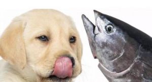 狗吃鱼会被鱼刺卡吗 吃鱼被鱼刺卡到喉咙怎么办