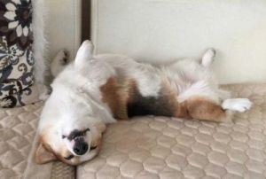 狗狗肚子疼不敢躺着睡觉 狗狗肚子疼的表现图片