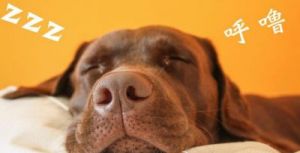 狗狗睡觉打呼噜 纠正狗狗睡觉时间的方法