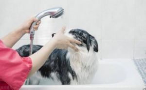 人用狗狗的洗发水好吗 给狗狗用一次人的洗发水没事吧