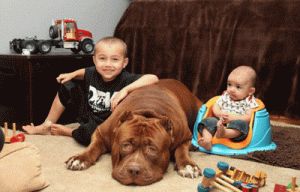 照顾小宝宝和狗狗的游戏 安吉拉照顾小宝宝游戏