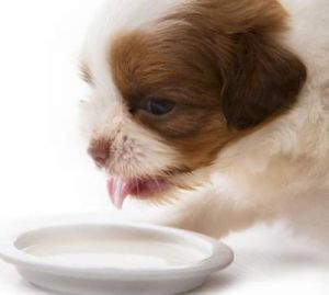 带乳糖的奶狗狗可以喝吗 狗狗可以喝牛奶粉吗
