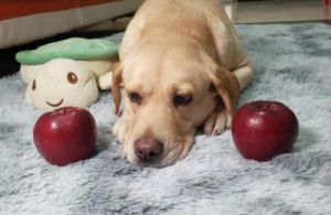狗狗吃苹果有什么好处 养10年狗狗的好处是什么