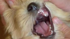 狗狗牙齿有白色虫子怎么办 狗狗牙齿白色