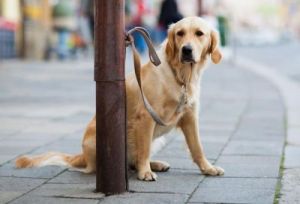狗狗拴铁绳的正确方法图 狗狗正确喂水时间表