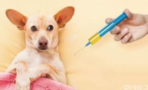 小狗狗打疫苗能吃牛肉吗 打hpv疫苗可以吃牛肉吗