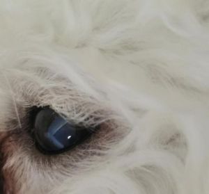狗狗上眼皮里有小白点 狗狗眼皮上有白点