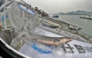 重庆渔民捕获珍贵野生中华鲟 主动报告后成功放生
