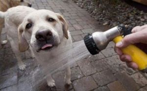 训练狗狗需要喝水吗吗 怎么训练狗狗上厕所