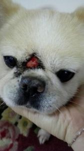 狗狗脸上长了个肿瘤 狗狗脾上长了个肿瘤严重吗