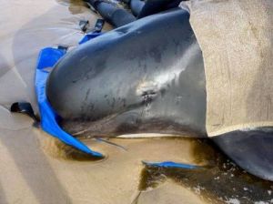 苏格兰刘易斯岛55头领航鲸集体搁浅死亡，原因成谜