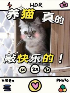 猫咪影响学业？日本网友晒出“神兽”陪写作业的日常引热议