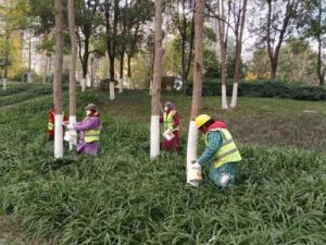 广东公园惊现巨蟒缠树，专家提醒市民注意防范