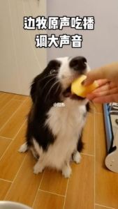 狗能吃哈密瓜吗 狗狗能否吃哈密瓜的籽