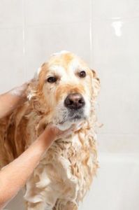 狗狗可以用香皂洗澡吗 狗狗胰吊水后可以洗澡吗