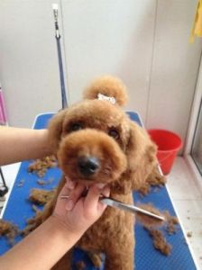 泰迪狗剪毛教程视频 泰迪狗狗几个月剪毛好点