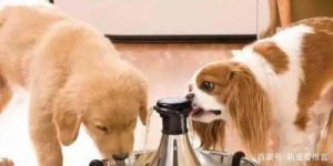 45天狗狗可以喝水吗 45天的狗狗可以吃啥东西