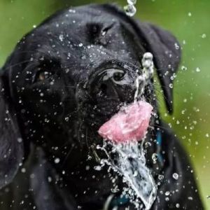 狗狗喝水有危害吗百科 晚上喝水多有什么危害