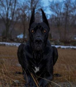 黑色的狗狗品种 十大适合农村的狗狗品种