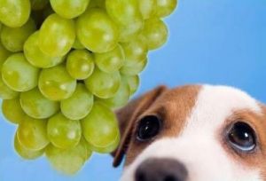 狗能吃葡萄干吗 狗不吃东西怎么办还无精打采