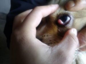 狗狗眼皮里长了个肉球 狗狗肚子上有个肉球