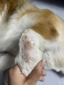狗狗的腿变白是什么原因 头发变白是什么原因