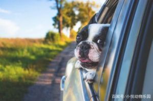 狗狗头伸出车窗 狗狗看车窗外是什么意思
