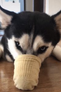 为什么狗狗喜欢咬你的袜子 狗狗为什么喜欢咬尾巴
