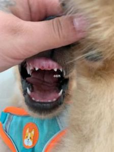 4岁狗狗开始掉牙正常吗 狗狗四年了掉牙正常吗