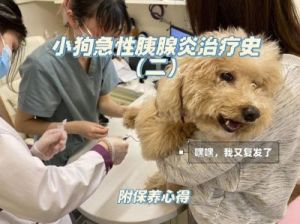 狗狗肠胃炎和胰腺炎 狗狗胰腺炎一般禁食会不会饿死